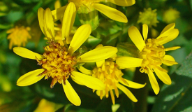 Solidago virgaurea